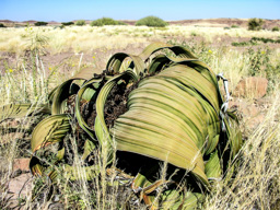 Die Welwitschia existiert seit ca. 13,5 Millionen Jahren