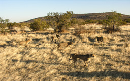 Raubtier - Fütterung  auf der  
Otjitotongwe Cheetah Guestfarm - Farm Sendeling, Kamanjab