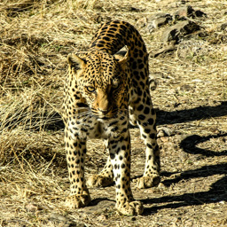 Leopard   (Panthera pardus)