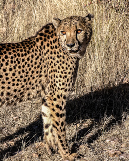 Gepard   (Acinonyx jubatus)